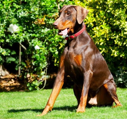 Gosh, I'm one handsome dude
Ključne besede: Doberman Pinscher Dog Dogs Jess Toby Tongue