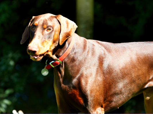 Snack time!
Keywords: Doberman Pinscher Dog Dogs Jess Peanut Butter Toby Tongue