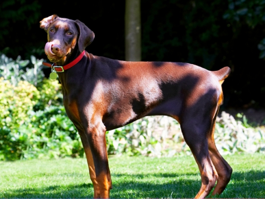Yummmmmmmmmm
Słowa kluczowe: Doberman Pinscher Dog Dogs Jess Toby Tongue