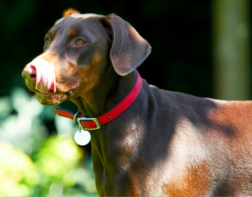 Making sure I get it all
Ključne besede: Doberman Pinscher Dog Dogs Jess Toby Tongue