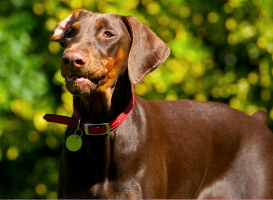 Mmmm, mmmm, mmm
Trefwoorden: Doberman Pinscher Dog Dogs Jess Toby