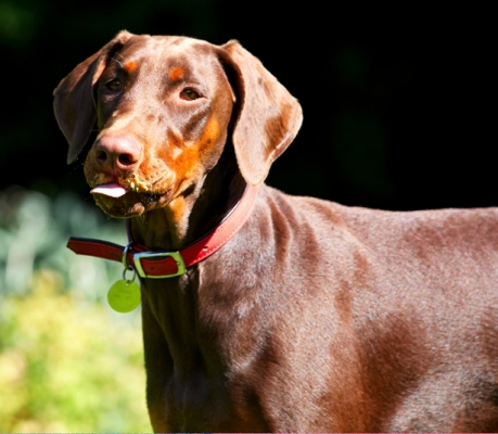 Still working on it
Palabras clave: Doberman Pinscher Dog Dogs Jess Peanut Butter Toby Tongue