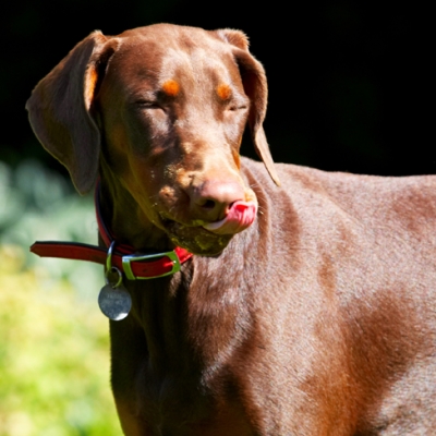 And enjoying
Keywords: Doberman Pinscher Dog Dogs Jess Peanut Butter Toby Tongue