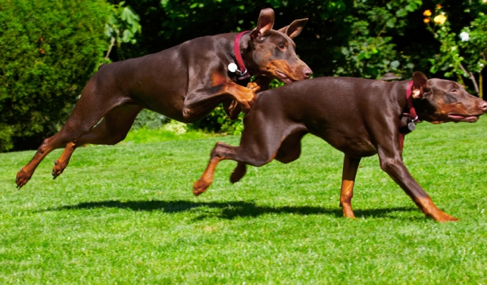 I'm coming to get you
Λέξεις-κλειδιά: Doberman Pinscher Dog Dogs Jess Toby