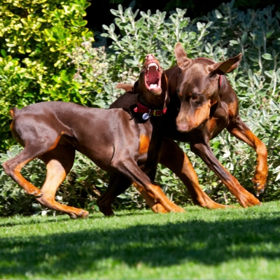 Bring it on
Anahtar kelimeler: Doberman Pinscher Dog Dogs Jess Toby