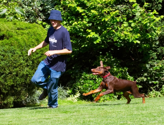 I just love a good chase
الكلمات الإستدلالية(لتسهيل البحث): Doberman Pinscher Dog Dogs Grzegorz Jess Toby