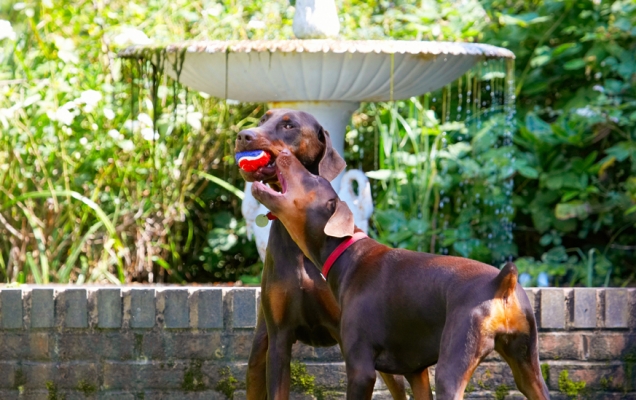 Gimme, gimme, gimme
Λέξεις-κλειδιά: Doberman Pinscher Dog Dogs Jess Toby