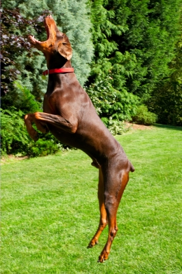 Going for the catch
Ključne besede: Doberman Pinscher Dog Dogs Jess Toby
