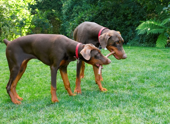 OK, who's gonna let go first
Keywords: Doberman Pinscher Dog Dogs Jess Toby
