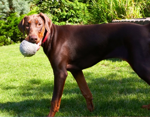 I got a ball - so what!
Anahtar kelimeler: Doberman Pinscher Dog Dogs Jess Toby