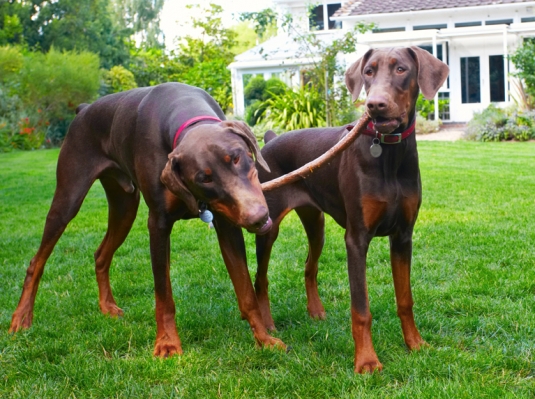 I'm holding on to my end
Avainsanat: Doberman Pinscher Dog Dogs Jess Toby