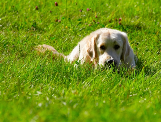 D'ya think they can see me?
Ключови думи: Dog Dogs Golden Retriever Hal Sirius