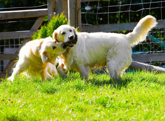 I want it
Keywords: Dog Dogs Golden Retriever Hal Sirius