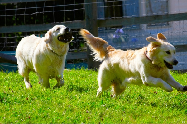 Well, I'll go find my own
Λέξεις-κλειδιά: Dog Dogs Golden Retriever Hal Sirius