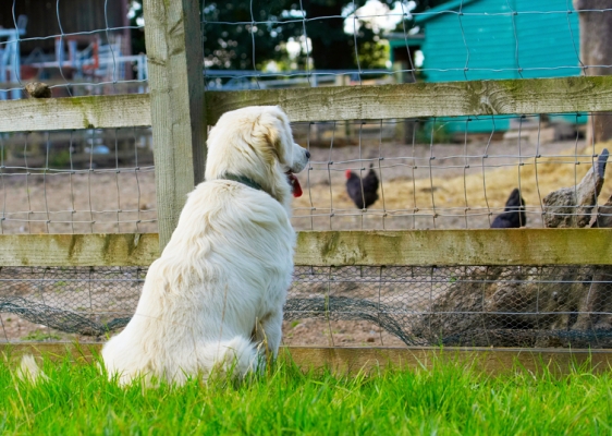 And I've got the best seat in the house
Ключові слова: Dog Dogs Golden Retriever Hal Sirius Tongue
