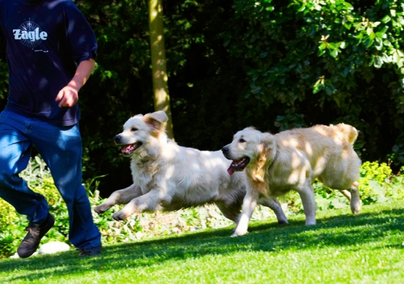Go on, get him!
Keywords: Dog Dogs Golden Retriever Grzegorz Hal Sirius