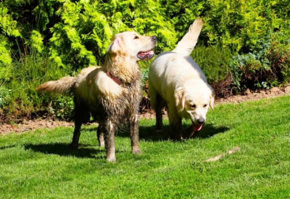 D'ya have some for me?
Keywords: Dog Dogs Golden Retriever Hal Sirius