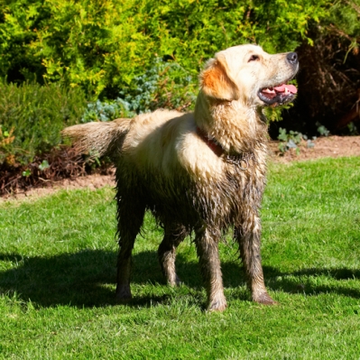 I'd like some please
Palabras Clave: Dog Dogs Golden Retriever Hal Sirius Tongue