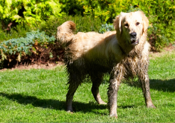 I'm so proud of myself
Keywords: Dog Dogs Golden Retriever Hal Sirius