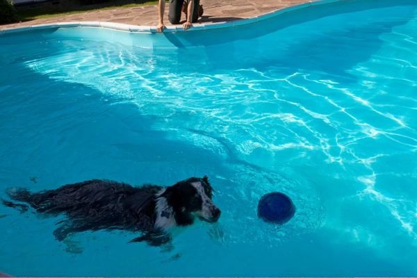 No ball can escape from me
Schlüsselwörter: Ball Border Collie Collies Dog Dogs Pool Stinky Swim Swimming Water