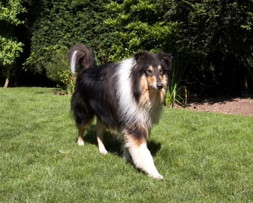 Out for a stroll
Keywords: Collie Collies Dog Dogs Haired Play Playing Playtime Rough Scooby