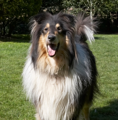 Yeah, I'm having a good time
Ključne besede: Collie Collies Dog Dogs Haired Play Playing Playtime Rough Scooby Tongue