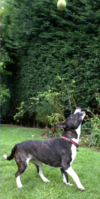 I'm on it
Palabras Clave: Ball Dog Dogs Play Playing Playtime Sasha Staffordshire Bull Terrier Terriers