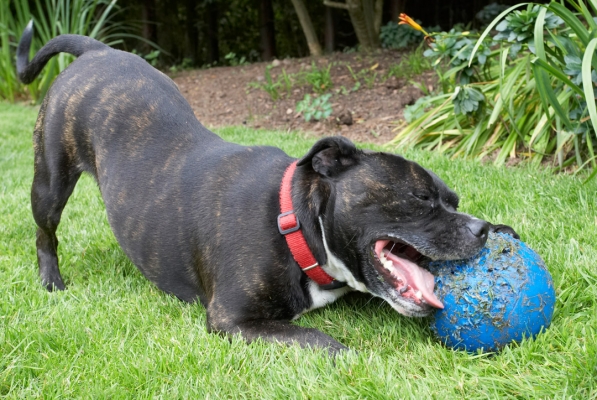 This ball's not gonna beat me
Keywords: Ball Dog Dogs Kira Play Playing Playtime Staffordshier Bull Terrier Terriers Tongue
