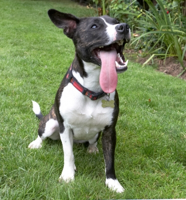 I'm all yours
Ключові слова: Dog Dogs Play Playing Playtime Sasha Staffordshire Bull Terrier Terriers Tongue
