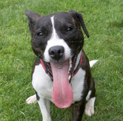 Jus' hanging around
Anahtar kelimeler: Dog Dogs Play Playing Playtime Sasha Sit Sitting Staffordshire Bull Terrier Terriers Tongue