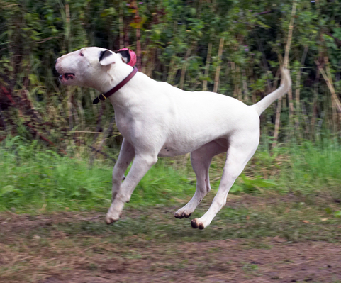 ............. darn, missed
Ključne besede: Animal Animals ball Bullies Bully Canine Canines Dog Dogs English Bull Terrier Land Mammal Land Mammals Mammal Mammals Mana Play Playing Playtime Terrestrial Mammal Terrestrial Mammals Terriers