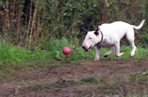 I've ..............
Keywords: Action Animal Animals Ball Bullies Bully Canine Canines Dog Dogs English Bull Terrier Land Mammal Land Mammals Mammal Mammals Mana Play Playing Playtime Run running Terrestrial Mammal Terrestrial Mammals Terriers