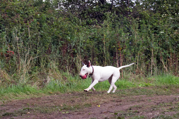 GOTTIT!!
Ključne besede: Animal Animals ball Bullies Bully Canine Canines Dog Dogs English Bull Terrier Land Mammal Land Mammals Mammal Mammals Mana Play Playing Playtime Terrestrial Mammal Terrestrial Mammals Terriers
