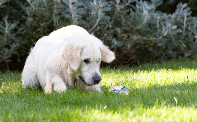 Does it move?
Schlüsselwörter: Ball Bramley Dog Dogs Golden Retriever Play Playing Playtime Retrievers Sit Sitting