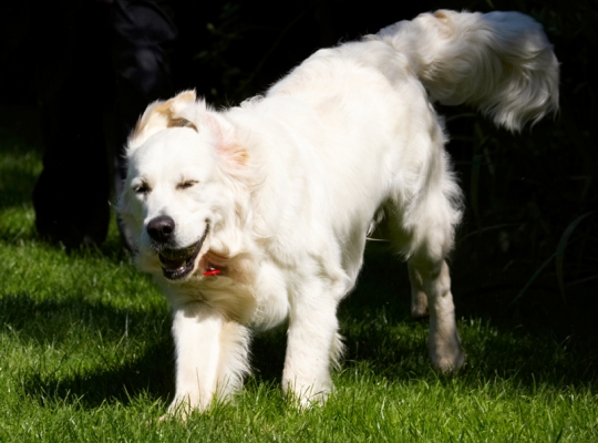 Ha, ha, I'm having such a good time
Ključne besede: Bramley Dog Dogs Golden Retriever Laugh Laughing Play Playing Playtime Retrievers