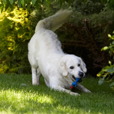 Oh yeah, I love my playtime
Λέξεις-κλειδιά: Bramley Dog Dogs Golden Retriever Play Playing Playtime Retrievers