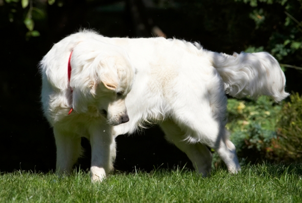 Oooh, wot's that?!
Ключови думи: Bramley Dog Dogs Golden Retriever Play Playing Playtime Retrievers