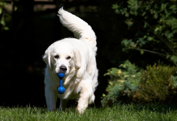 Yep, another successful retrieval
Ключові слова: Bramley Dog Dogs Golden Retriever Play Playing Playtime Retrievers