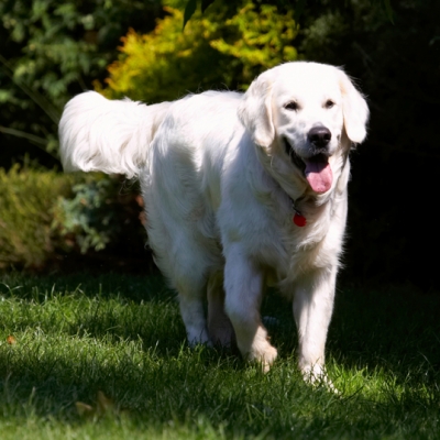 I am one happy dude
Schlüsselwörter: Bramley Dog Dogs Golden Retriever Happy Play Playing Playtime Retrievers Tongue