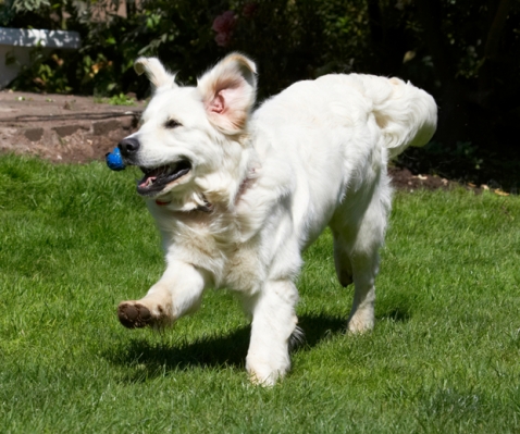 Hey, I'm a Retriever, this is what I do
Keywords: Bramley Dog Dogs Golden Retriever Play Playing Playtime Retrievers Run Running