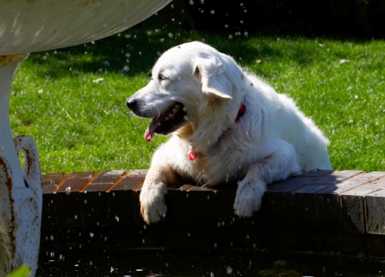 Boy, I need a drink
Schlüsselwörter: Bramley Dog Dogs Golden Retriever Play Playing Playtime Retrievers Tongue