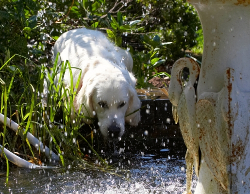 Now, how do I get down to the water?
Anahtar kelimeler: Bramley Dog Dogs Golden Retriever Play Playing Playtime Retrievers