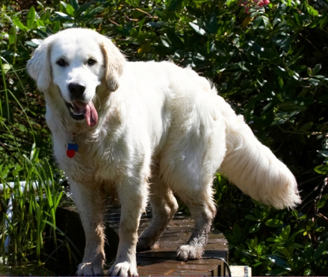 I'm still working out how to get a drink.....
Palabras clave: Bramley Dog Dogs Golden Retriever Play Playing Playtime Retrievers Tongue
