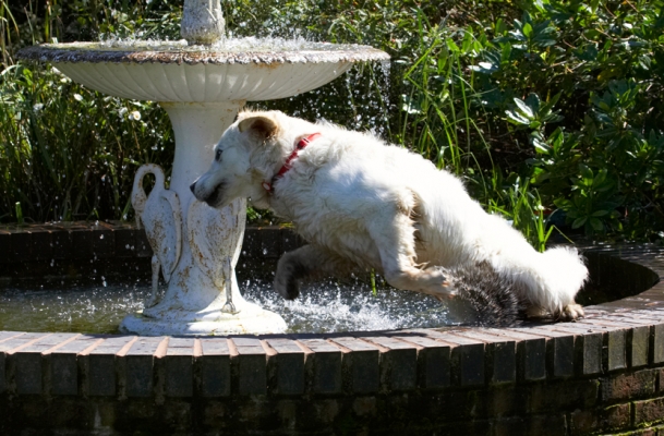 .........aha, I know I'll go in .........
Palabras clave: Bramley Dog Dogs Fountain Golden Retriever Play Playing Playtime Retrievers Slashing Splash Water