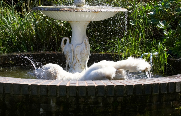 .......... wot a splash
Anahtar kelimeler: Bramley Dog Dogs Fountain Golden Retriever Play Playing Playtime Retrievers Splash Splashing Water