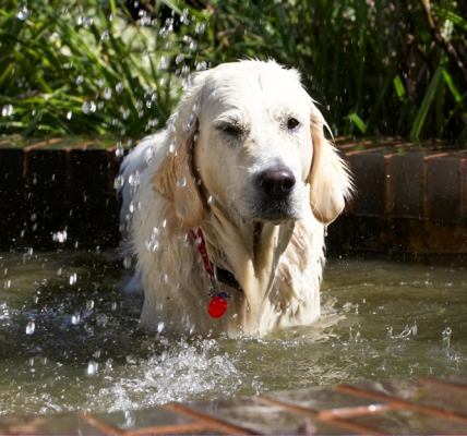 Welllllll, that was a bit wetter than I expected
Mots-clés: Bramley Dog Dogs Golden Retriever Play Playing Playtime Retrievers Water Wet