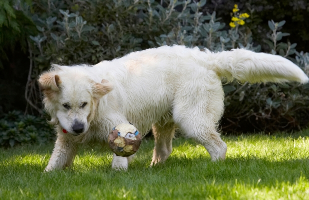 Wow, it does move.........
Palabras clave: Ball Bramley Dog Dogs Golden Retriever Play Playing Playtime Retrievers