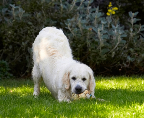 I've got it under control.........
Schlüsselwörter: Ball Bramley Dog Dogs Golden Retriever Play Playing Playtime Retrievers