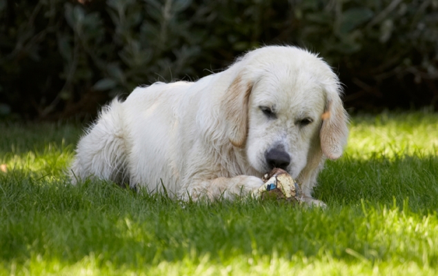 ..........yep, well and truly under control
Schlüsselwörter: Ball Bramley Dog Dogs Golden Retriever Play Playing Playtime Retrievers
