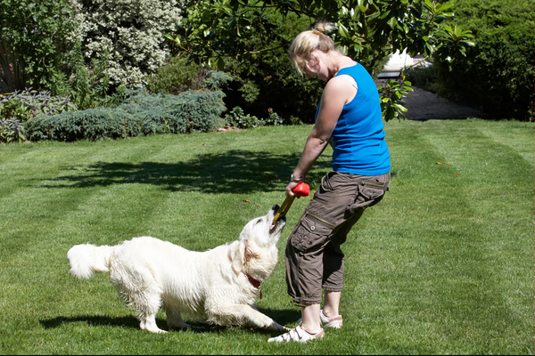 OK, time to ...................
Avainsanat: action Animal Animals Bramley Canine Canines Dog Dogs Golden Retriever Land Mammal Land Mammals Laura Play Playing Playtime Retrievers Terrestrial Mammal Terrestrial Mammals Tug-o-war